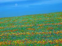 floriade field of flowers original painting